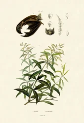 Zitronengras